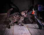 Кошки в Москве: Бенгальские котята Девочка, 55 000 руб. - фото 8
