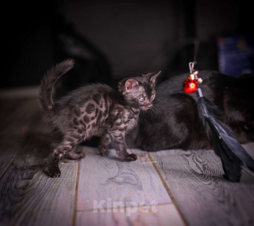 Кошки в Москве: Бенгальские котята Девочка, 55 000 руб. - фото 8