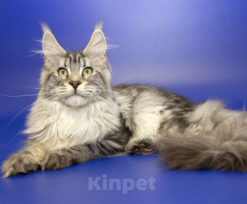 Кошки в Москве: Котенок Мейн Кун Девочка, Бесплатно - фото 4