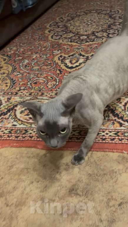 Кошки в других городах Московской области: Донской сфинкс Девочка, 6 000 руб. - фото 2