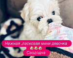 Собаки в Красногорске: Мальтийская болонка мини девочки Девочка, 280 000 руб. - фото 8