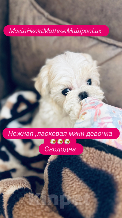 Собаки в Красногорске: Мальтийская болонка мини девочки Девочка, 280 000 руб. - фото 8