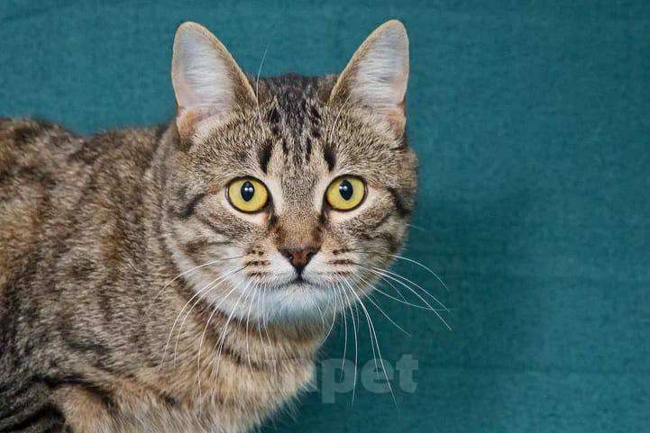 Кошки в Москве: кошка Яблонька ищет дом Девочка, Бесплатно - фото 4