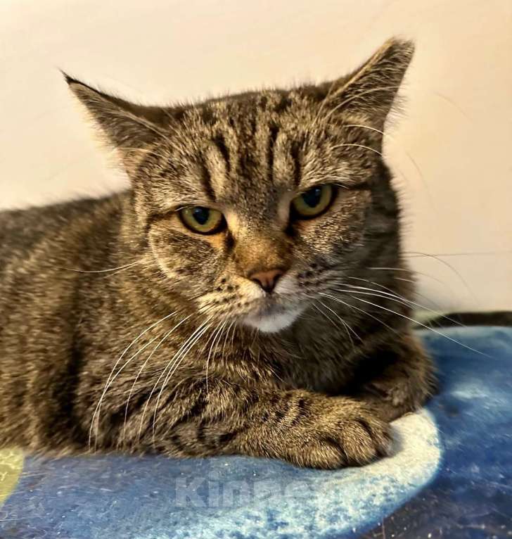 Кошки в Санкт-Петербурге: Кошка Бусинка ищет дом Девочка, Бесплатно - фото 4