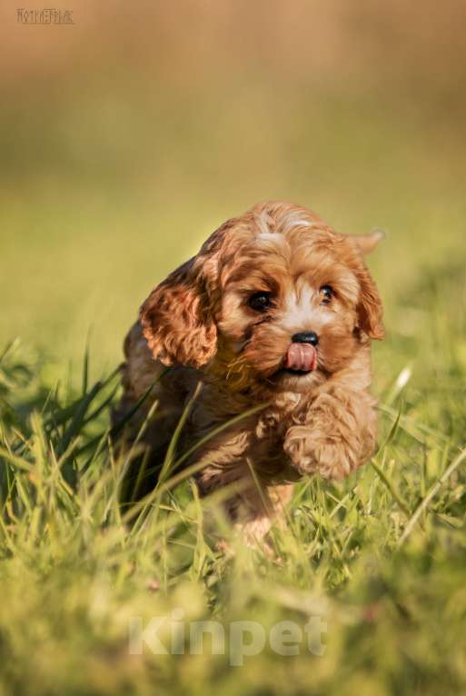 Собаки в Москве: Кавапу  девочка ДЖАЯ  Девочка, Бесплатно - фото 2