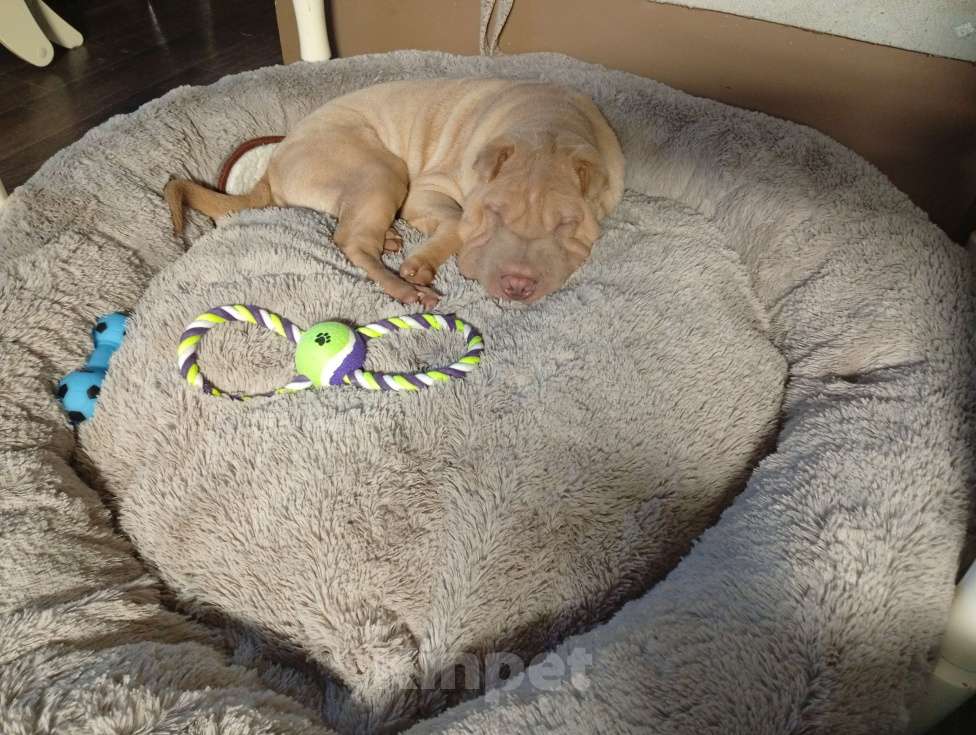 Собаки в Екатеринбурге: Щенок шарпея Мальчик, Бесплатно - фото 2