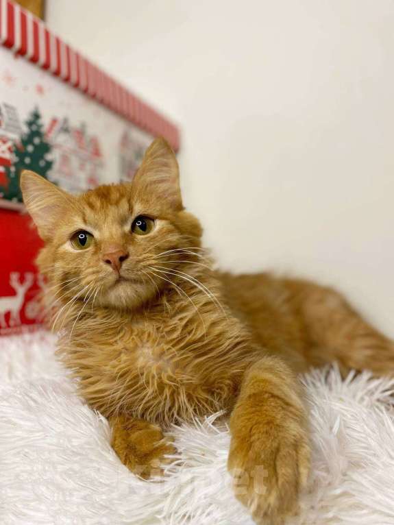 Кошки в Люберцах: Музыкальный котик Эксл Мальчик, Бесплатно - фото 5