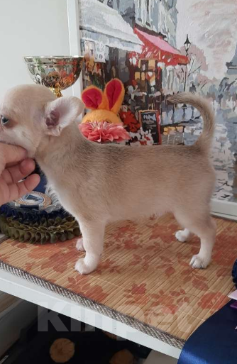 Собаки в Москве: Рыжий мальчик чихуахуа Мальчик, 25 000 руб. - фото 4