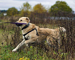 Собаки в Наро-Фоминске: Умка – наиумнейший  Мальчик, Бесплатно - фото 8