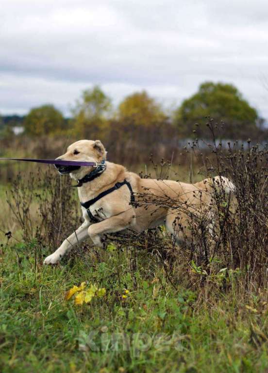 Собаки в Наро-Фоминске: Умка – наиумнейший  Мальчик, Бесплатно - фото 8