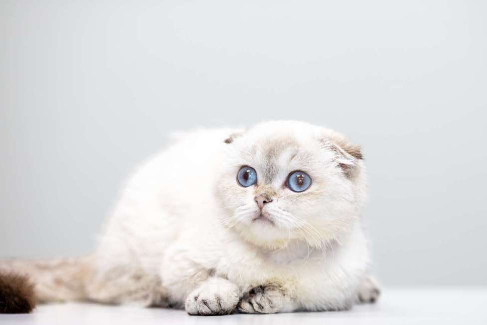 Кошки в Москве: Буррата Девочка, Бесплатно - фото 5