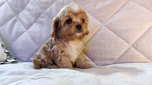 Мальтипу от питомника Psinamade