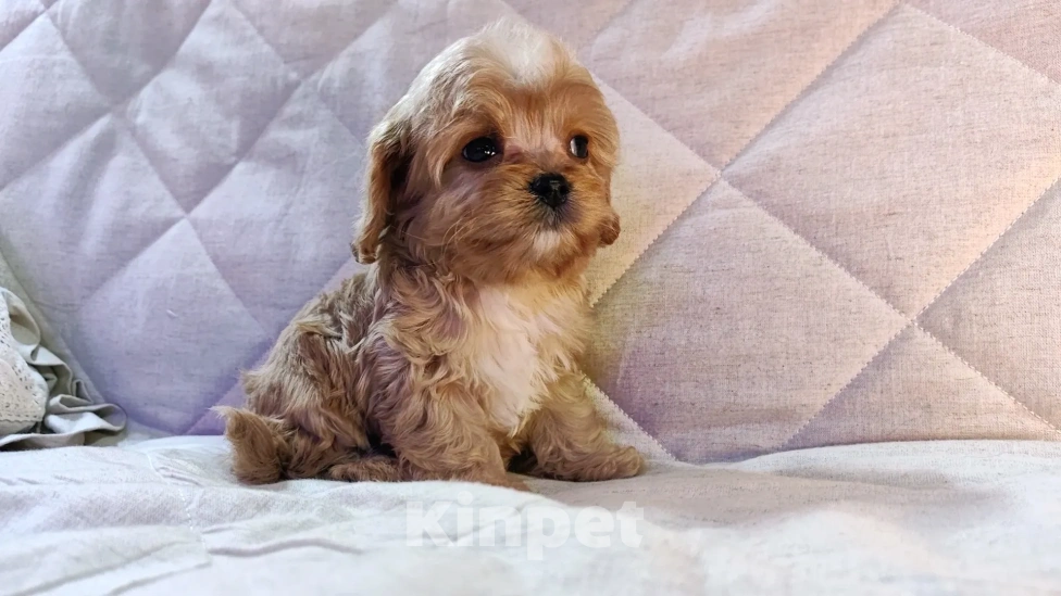 Собаки в Москве: Мальтипу от питомника Psinamade Мальчик, 65 000 руб. - фото 1