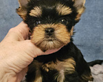 Собаки в Москве: Мальчик йорка мелкий стандарт  Мальчик, 50 000 руб. - фото 3