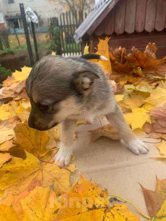 Собаки в Подольске: Щенок 1,5 девочка в добрые руки  Девочка, Бесплатно - фото 3