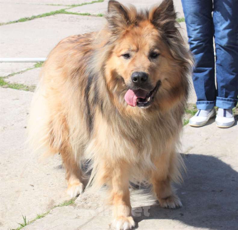 Собаки в Москве: Мишка в поисках дома и своей семьи  Мальчик, Бесплатно - фото 8