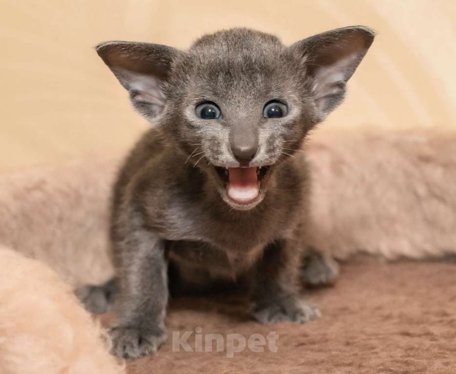 Кошки в Ростове-на-Дону: Ориентальная кошечка Девочка, 20 000 руб. - фото 3