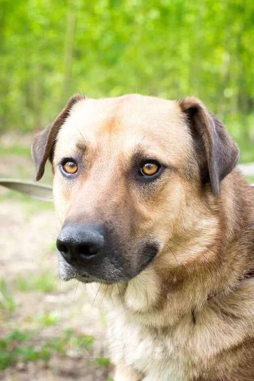 Собаки в Москве: Ермолай. Был предан, но хочет верить Мальчик, Бесплатно - фото 2