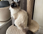 Кошки в Москве: Ищу невского маскарадного кота для вязки Девочка, Бесплатно - фото 3