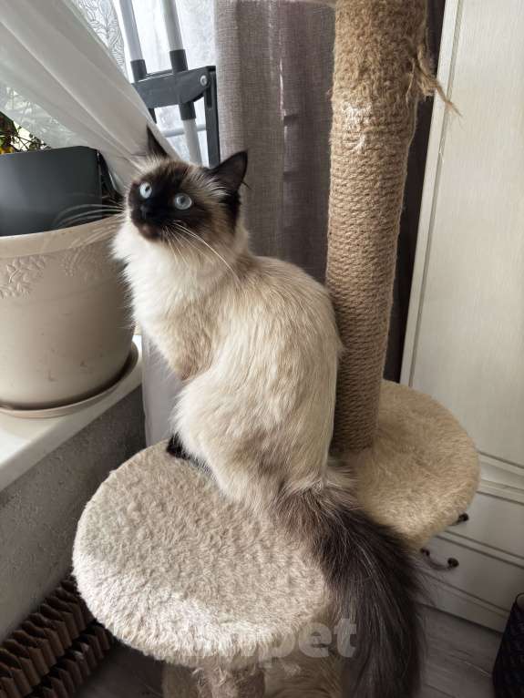 Кошки в Москве: Ищу невского маскарадного кота для вязки Девочка, Бесплатно - фото 3