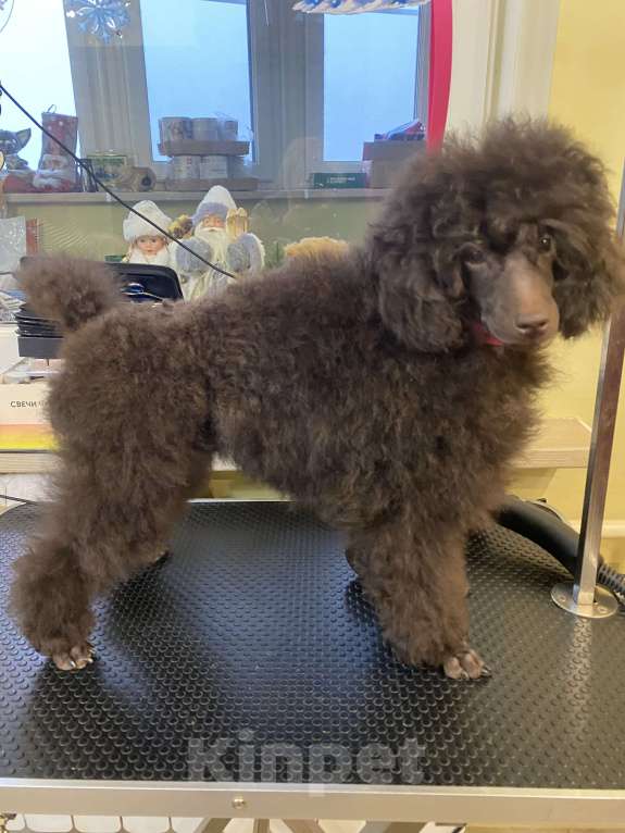 Собаки в Москве: Щенки пуделя Мальчик, Бесплатно - фото 5