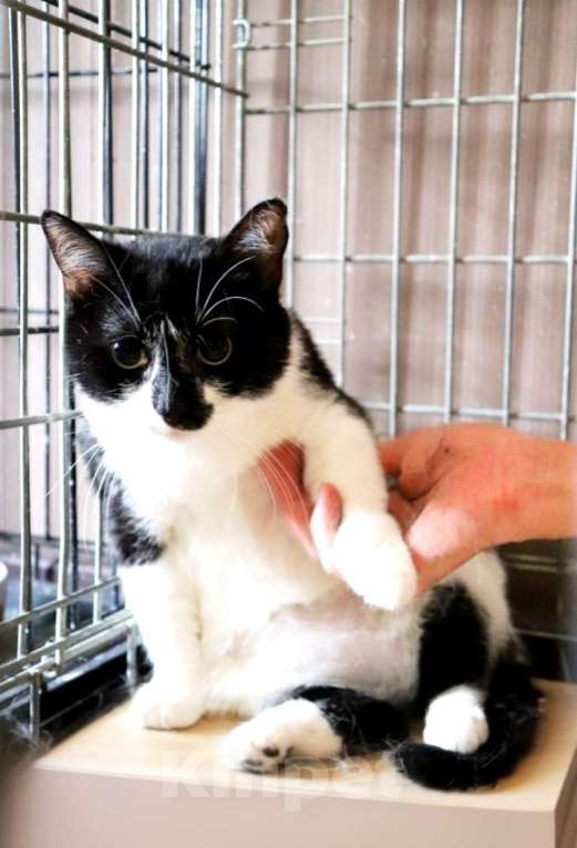 Кошки в Санкт-Петербурге: Кошечка Груня Девочка, 100 руб. - фото 3