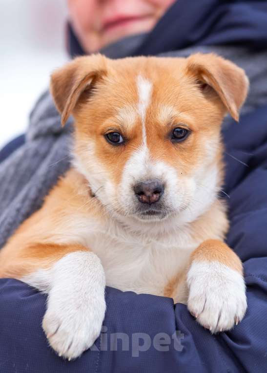 Собаки в других городах Московской области: Щенок Бетти в добрые руки Девочка, Бесплатно - фото 2