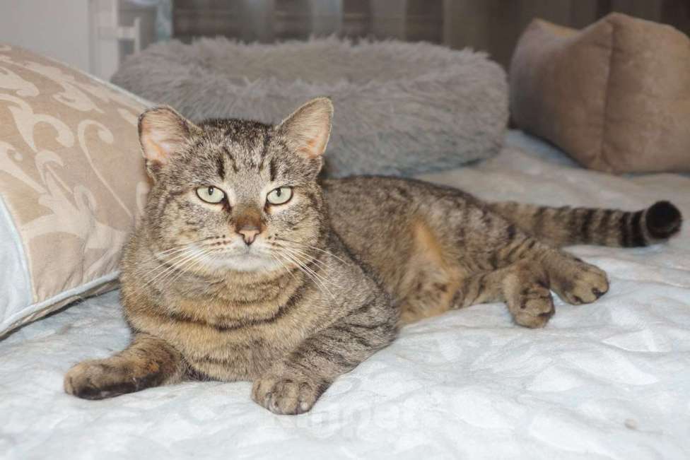 Кошки в Москве: Котик Борис в добрые руки Мальчик, Бесплатно - фото 3