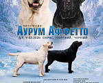 Собаки в Москве: Щенки Лабрадора Девочка, 120 000 руб. - фото 3