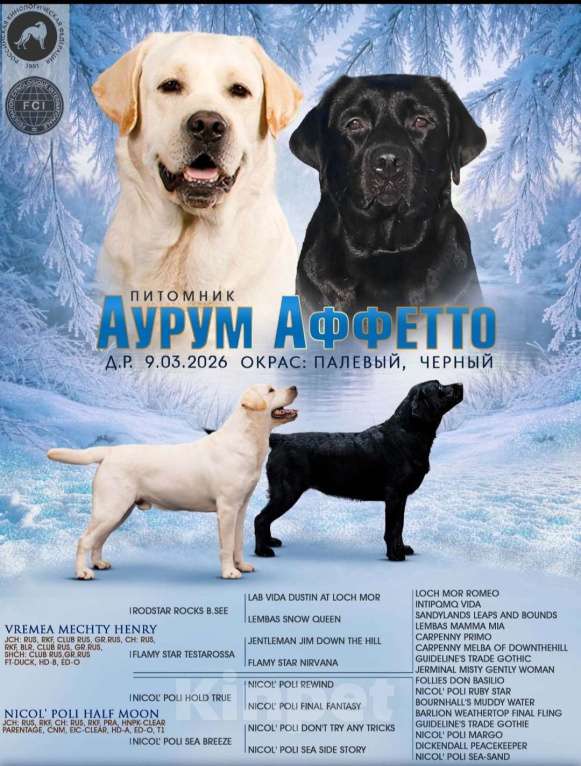 Собаки в Москве: Щенки Лабрадора Девочка, 120 000 руб. - фото 3