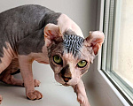 Кошки в Нефтекамске: Котенок сфинкс эльф!  Мальчик, Бесплатно - фото 5