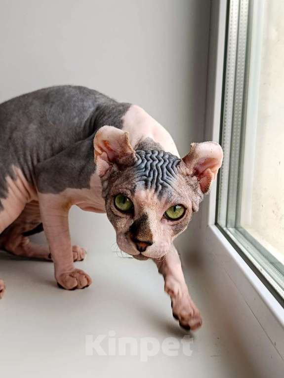 Кошки в Нефтекамске: Котенок сфинкс эльф!  Мальчик, Бесплатно - фото 5