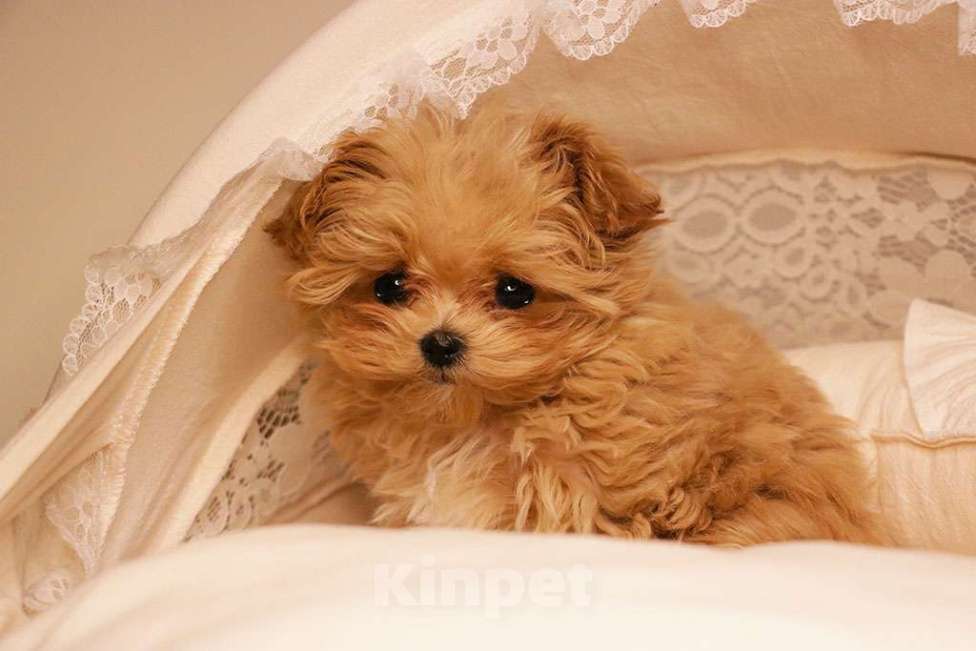 Собаки в Москве: Мальтипу микро девочка  Девочка, 190 000 руб. - фото 1