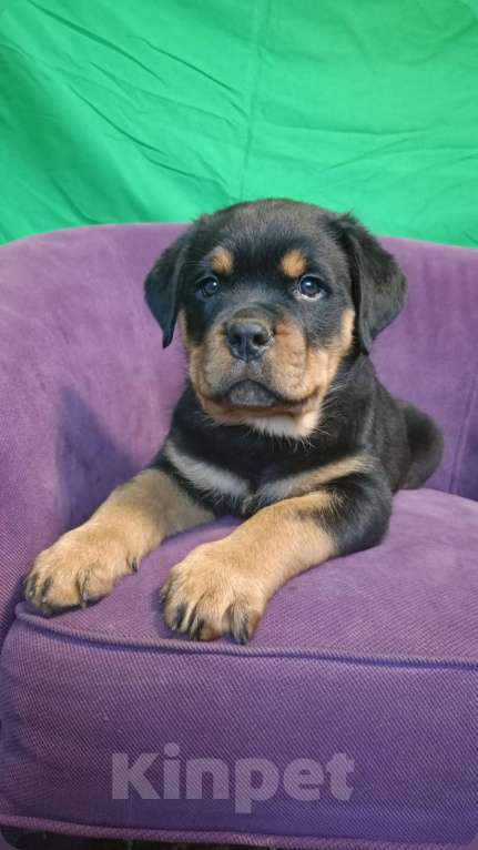 Собаки в Волгограде: Щенки Ротвейлера Мальчик, Бесплатно - фото 6