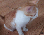 Кошки в Анапе: Котята в добрые руки, 1 руб. - фото 3