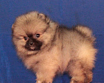 Собаки в Химках: померанский шпиц кукольная девочка Девочка, 30 000 руб. - фото 4