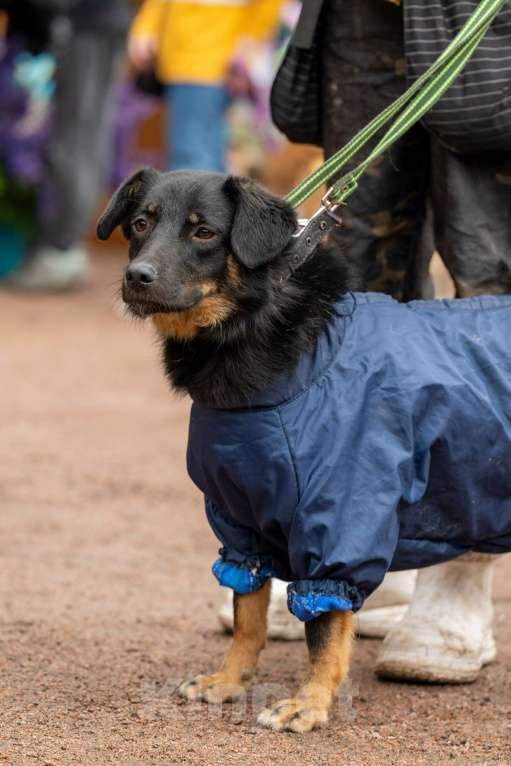 Собаки в Санкт-Петербурге: Милая собака небольшого размера Девочка, Бесплатно - фото 1