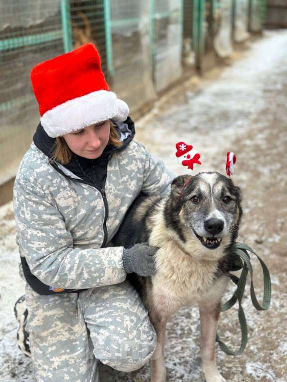Собаки в Москве: Гоша Мальчик, Бесплатно - фото 3