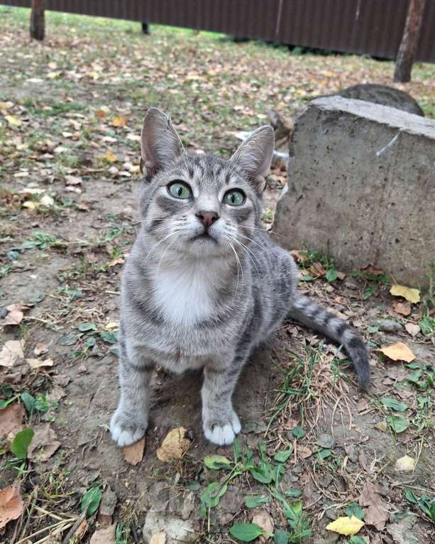 Кошки в Москве: Малыш ищет дом! Мальчик, Бесплатно - фото 3