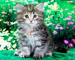 Кошки в Москве: Кошечка Иванка Девочка, 60 000 руб. - фото 2