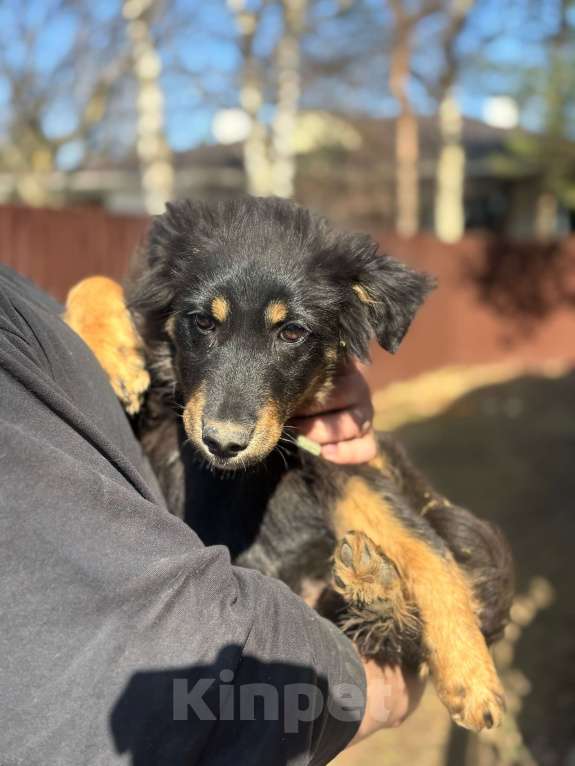Собаки в Москве: Щенок 4х месяцев Ланча в добрые руки Девочка, Бесплатно - фото 3