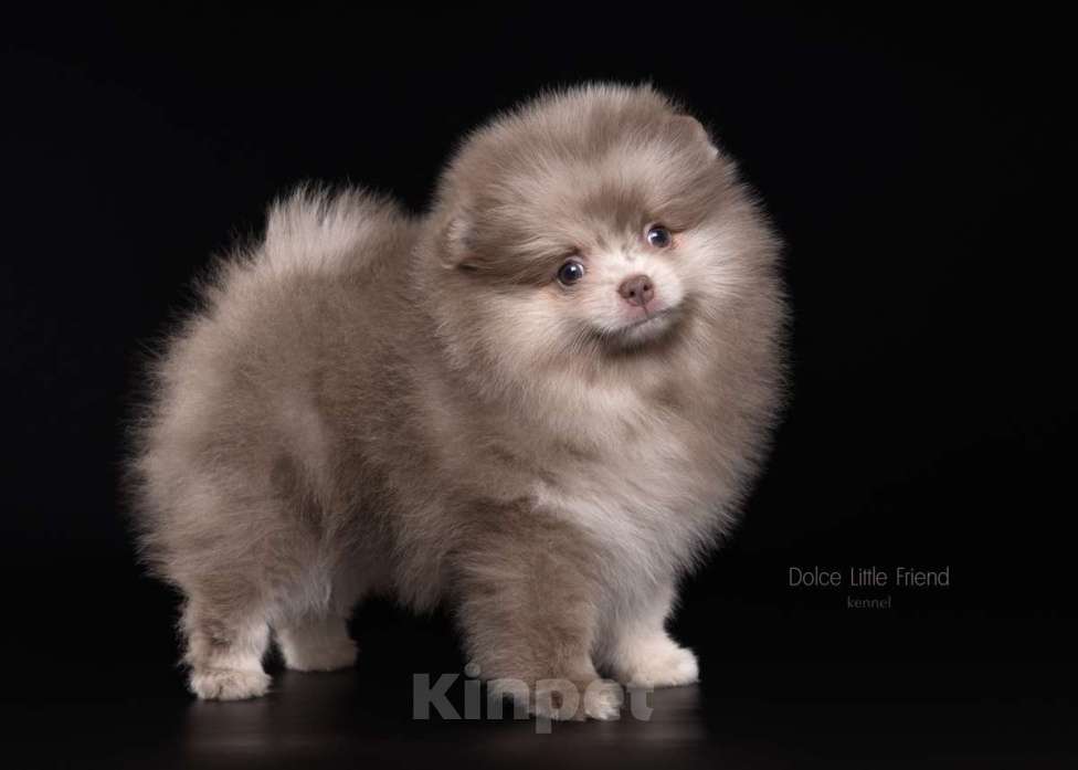 Собаки в Нижнем Новгороде:  Красавица девочка лиловый мрамор Девочка, 55 000 руб. - фото 3