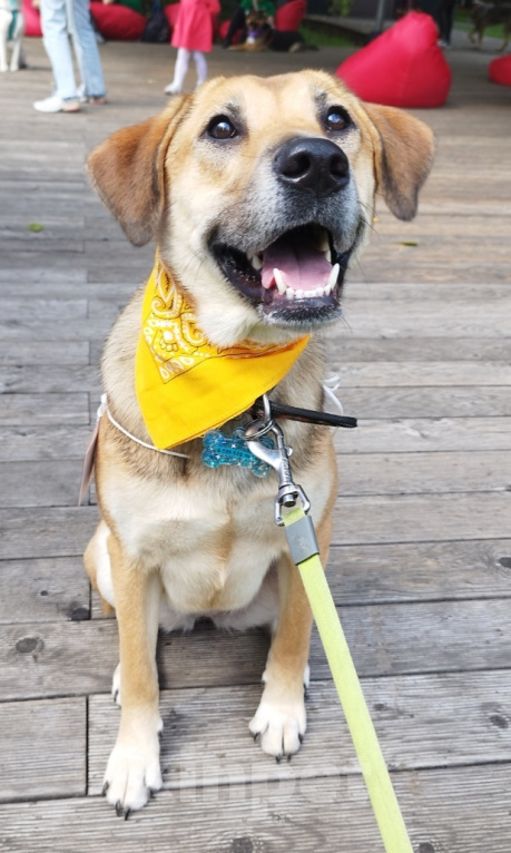 Собаки в Москве: Рыжая дворянка в добрые руки Девочка, Бесплатно - фото 4