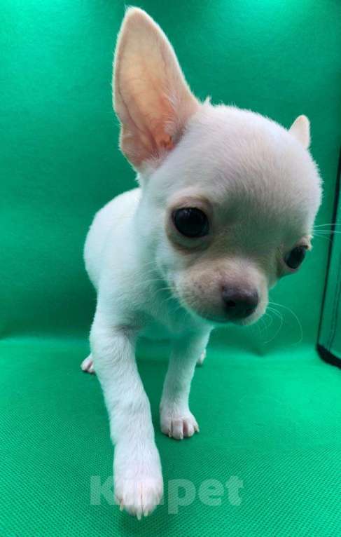 Собаки в Москве: Щенок чихуахуа мальчик короткошерстный.  Мальчик, 60 000 руб. - фото 7