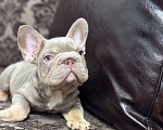 Собаки в Санкт-Петербурге: Французский бульдог бигроп мальчик Мальчик, 100 000 руб. - фото 4