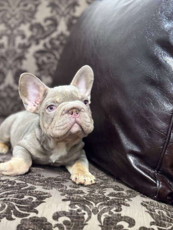 Собаки в Санкт-Петербурге: Французский бульдог бигроп мальчик Мальчик, 100 000 руб. - фото 4