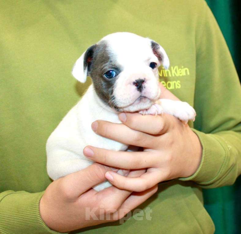 Собаки в Москве: Французская элита Девочка, 100 000 руб. - фото 2