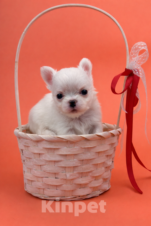 Собаки в Казани: Чихуахуа щенок Девочка, 30 000 руб. - фото 3