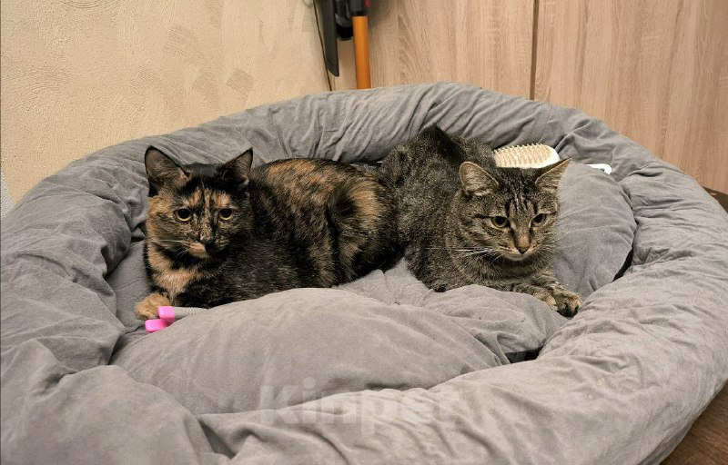 Кошки в Москве: Чрепаховая Нюрочка Девочка, Бесплатно - фото 7