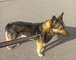 Собаки в других городах Московской области: Бегал на трассе М-2. Забрали. Чей? Мальчик, Бесплатно - фото 1